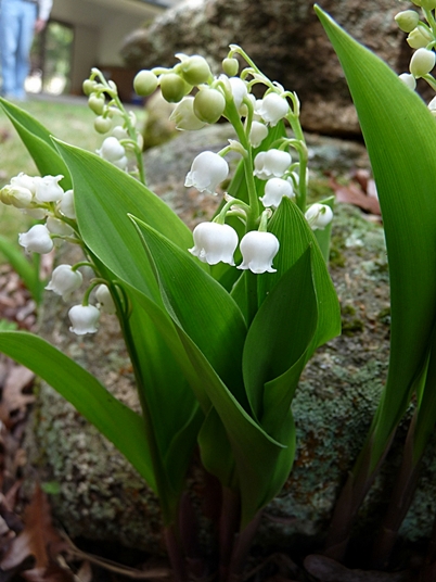 {Convallaria majalis}